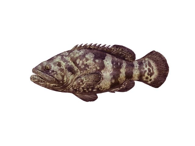 An illustration of a brown Atlantic Goliath grouper.