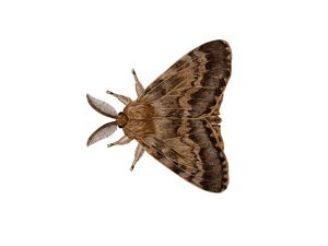 A scientific illustration of a brown spongy moth.
