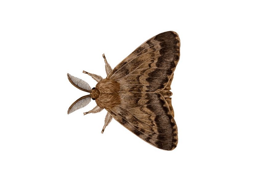 A scientific illustration of a brown spongy moth.