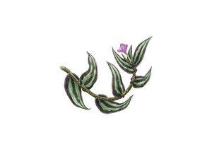 A scientific illustration of a branch with green leaves and a small purple flower at its end.