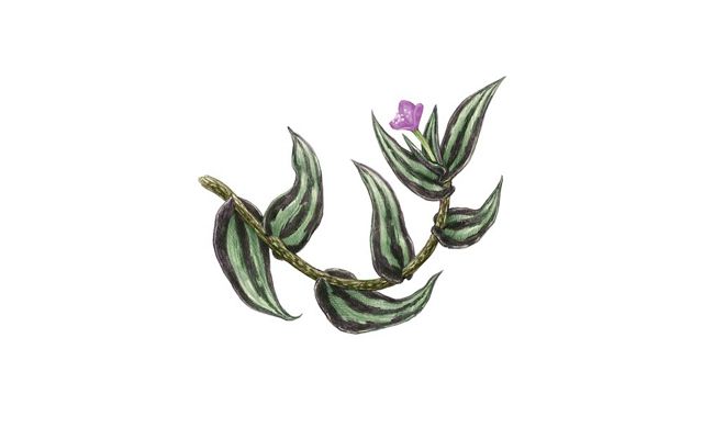 A scientific illustration of a branch with green leaves and a small purple flower at its end.