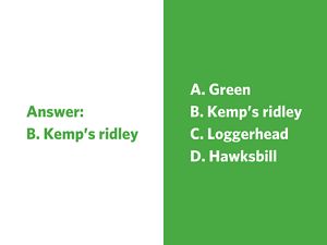 A small brown turtle in the sand