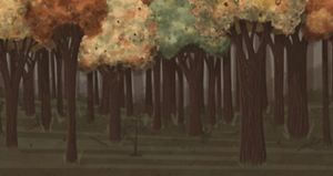 Darkened forest before thinning showing little sunlight reaching forest floor.