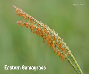 A closeup of a plant with a long, green stem with feather-like orange stamens that hang.