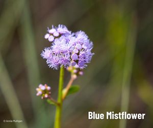 A plant with a green stem and many small purple flowers with a solid center and thread-like petals.