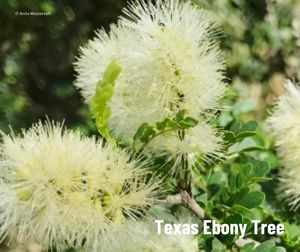 A cluster of fuzzy white circular flowers.