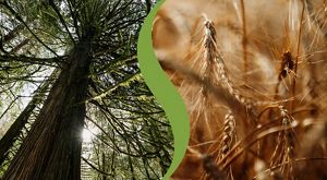 Split image of trees on the left and wheat on the right