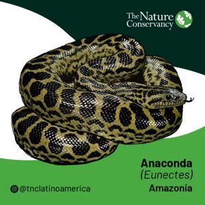 Ilustración de anaconda.