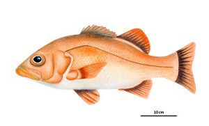 Ilustración de Apañao de la guía.