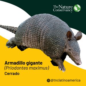 Ilustración de armadillo gigante.