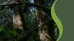 Image of dark forest