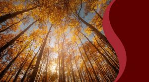 View of golden trees from below