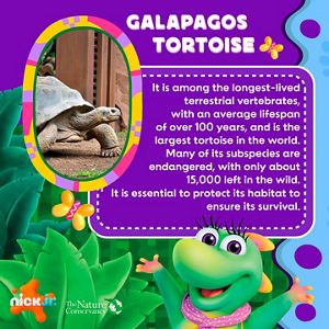 Dora meets the Galapagos Tortoise in Ecuador.