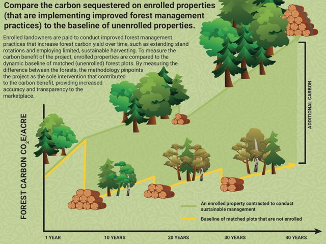 an infographic illustrating how dynamic baselines use similar forests to compare carbon sequestration over time.