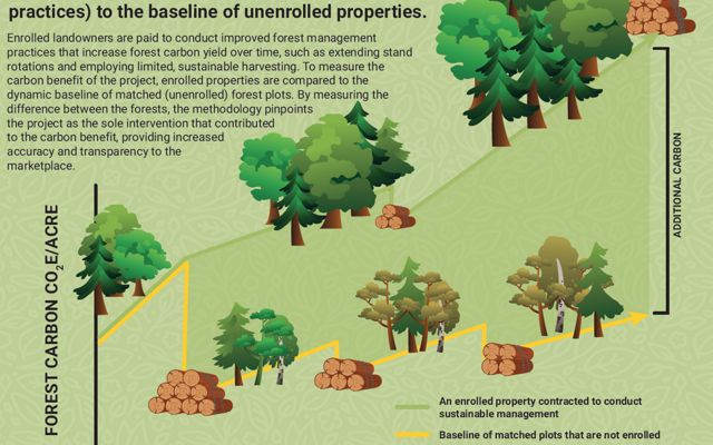 an infographic illustrating how dynamic baselines use similar forests to compare carbon sequestration over time.