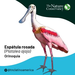 Ilustración de Espátula Rosada