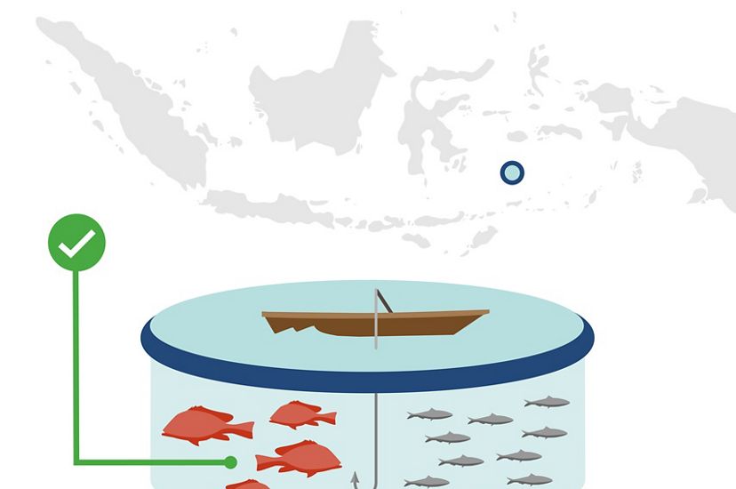 Icon of Southeast Asia with a mark over Indonesia. It's next to a graphic of a boat with a fishing line pointing towards one fish species, while another fish species swims away.