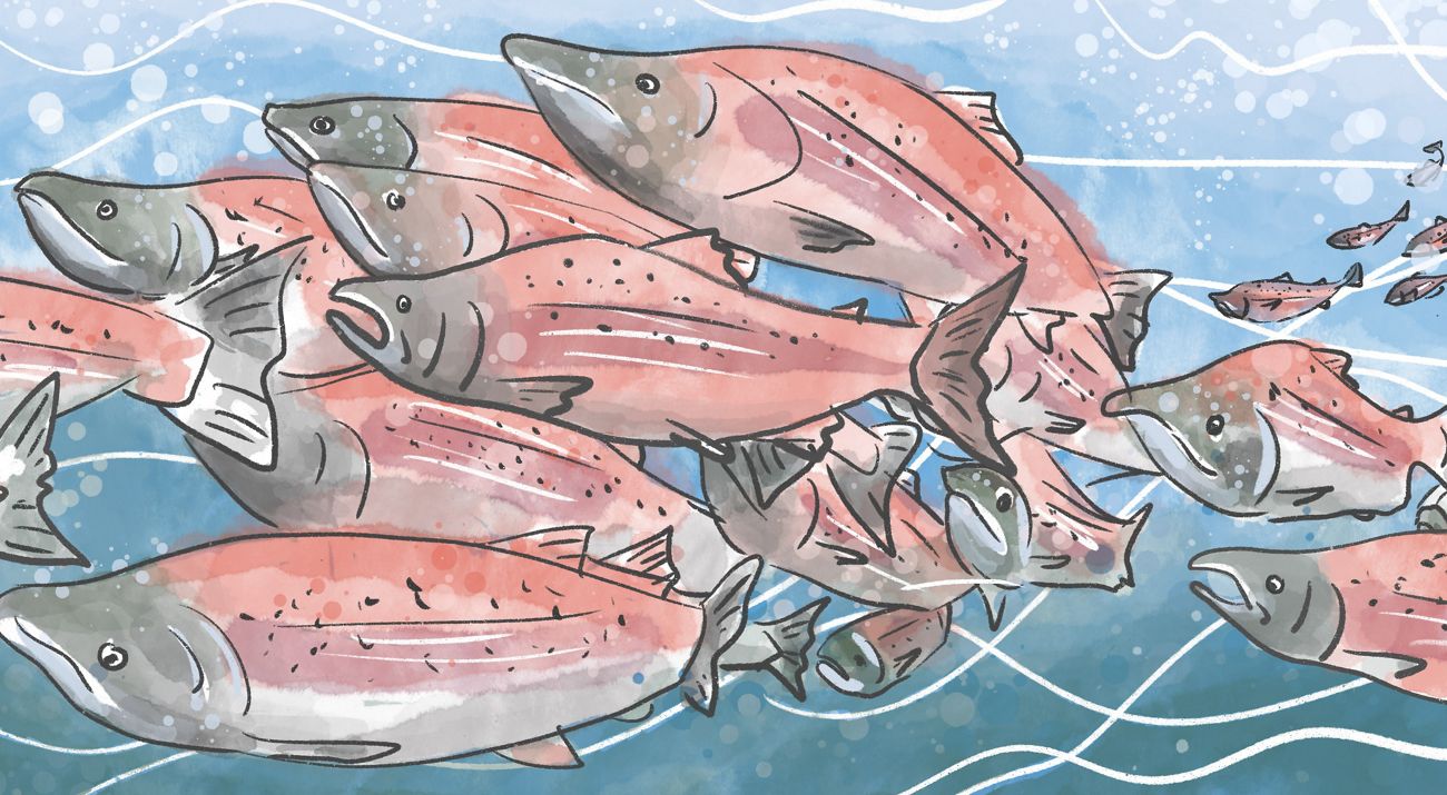 Illustration of a group of salmon swimming together.