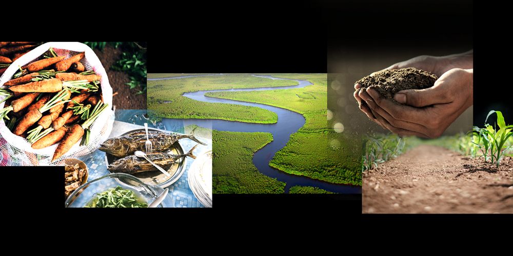 a collage of photos showing vegetables, fish, a river, a handful of soil and crops in the ground, against a black background