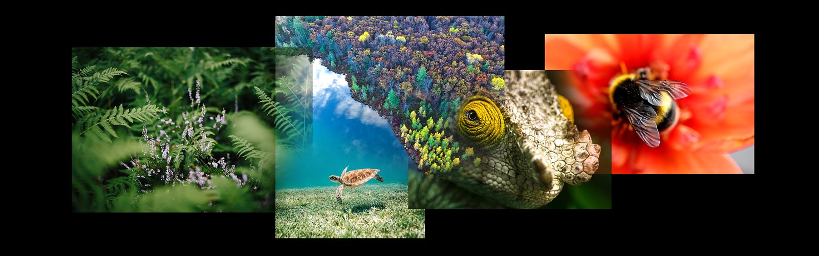 a collage of photos showing forest scenes, a sea turtle, a bumblebee, and a chameleon's eye, against a black background