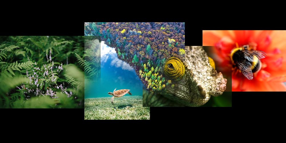 a collage of photos showing forest scenes, a sea turtle, a bumblebee, and a chameleon's eye, against a black background