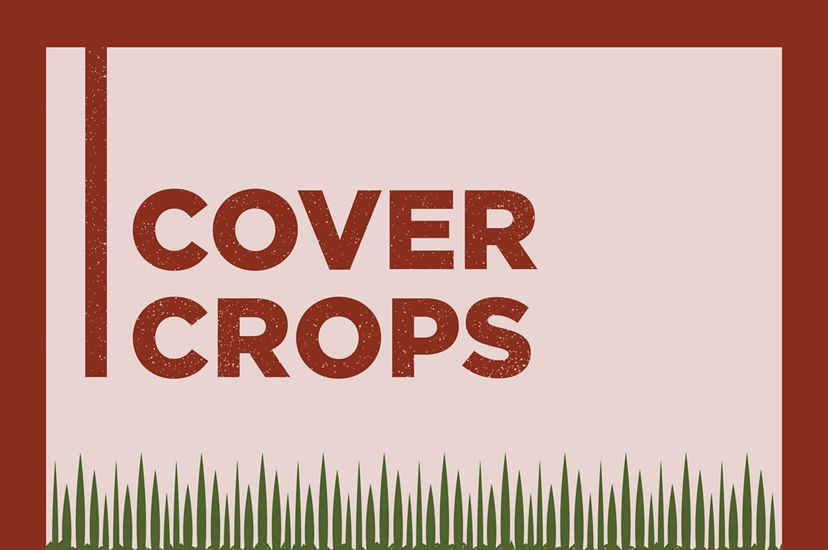 Cover crops could be planted to cover bare soils across 13.6 million acres in Minnesota, which would cut CO2 emissions by up to 6 million metric tons per year.