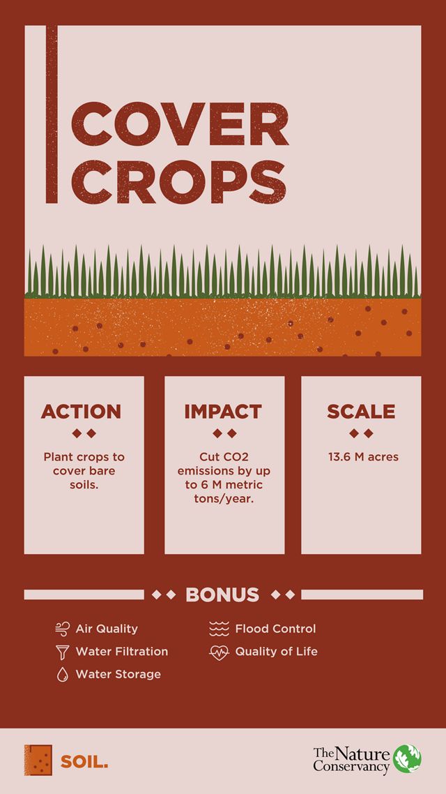 Cover crops could be planted to cover bare soils across 13.6 million acres in Minnesota, which would cut CO2 emissions by up to 6 million metric tons per year.