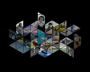 A collage of photos of people from all around the world, animals and landscapes against a black background.