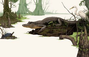 una ilustración de un caimán en un hábitat de cipreses y humedales con una tortuga y una grulla mirando.