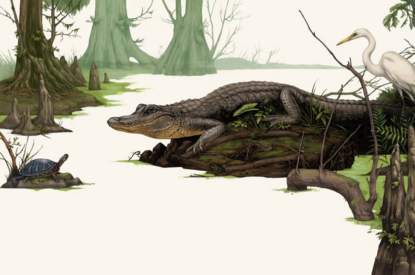 an illustration of an alligator in a cypress-wetland habitat with both a turtle and a crane looking on.
