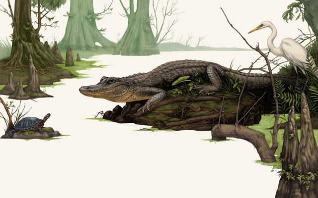 una ilustración de un caimán en un hábitat de cipreses y humedales con una tortuga y una grulla mirando.