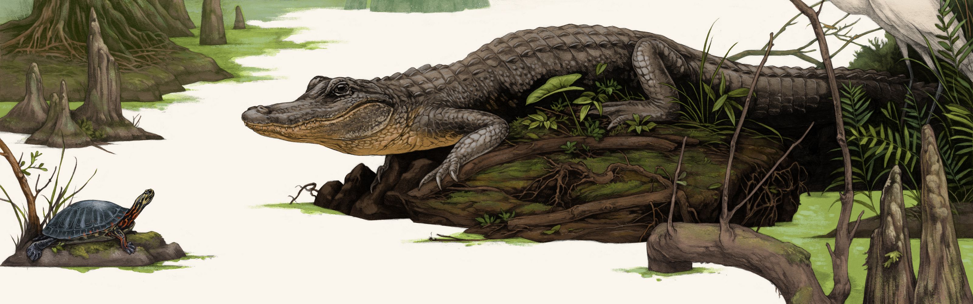 an illustration shows the american alligator in a wetland.