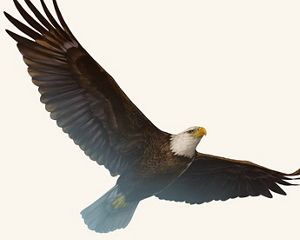 Bald eagle illustration for WIN23 magazine