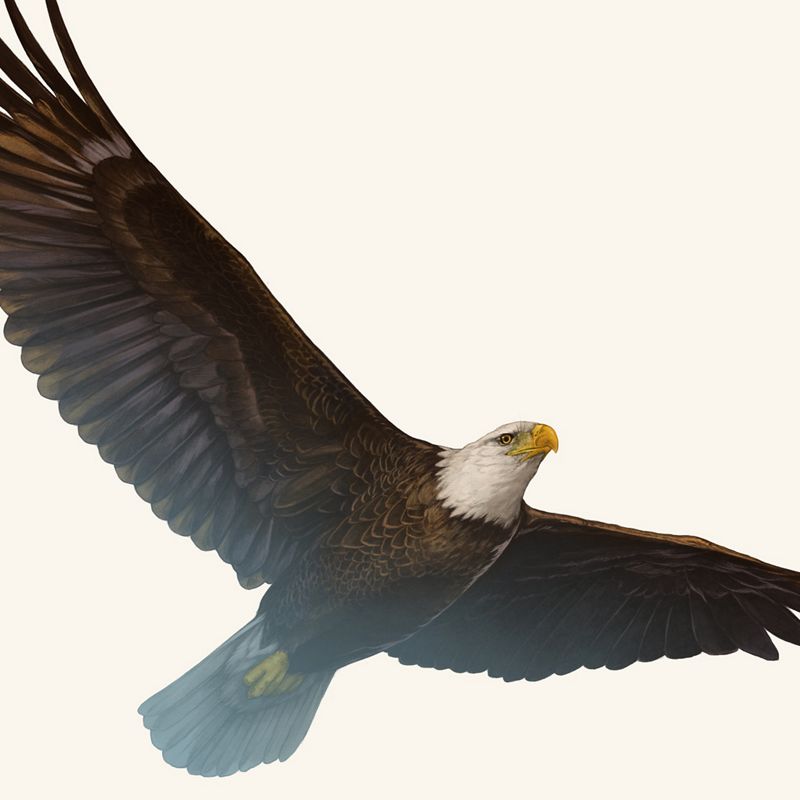 un águila calva.