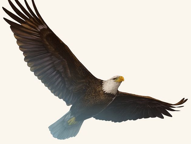 Bald eagle illustration for WIN23 magazine
