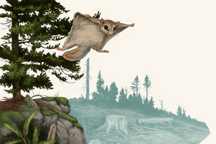 Two squirrels seen around a young tree and mature tree with a salamander nearby. One squirrel is gliding through the air.
