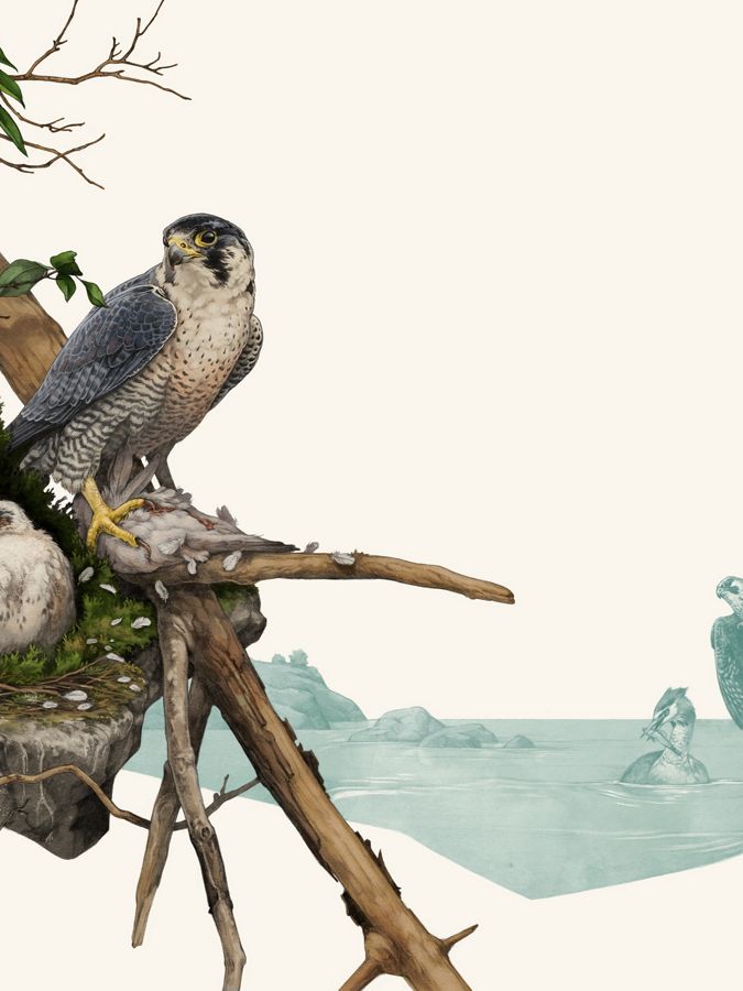 Illustration of a Peregrine Falcon