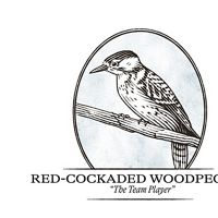 Red-cockaded woodpecker illustration