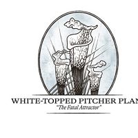 White-Topped Pitcher Plant illustration