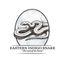 Eastern indigo snake illustration