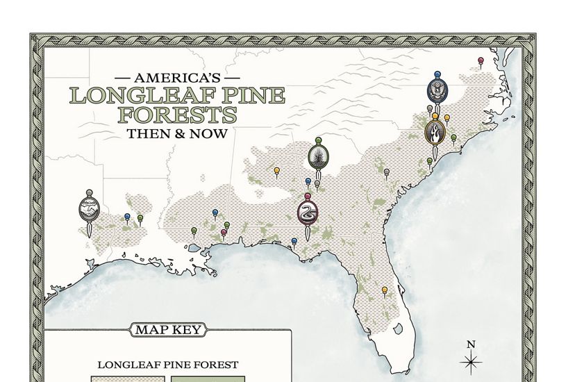 a map shows the former and current range of longleaf pine in the U.S. Southeast.