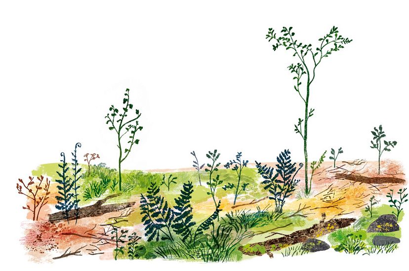 brown and green field with logs, saplings and shrubs sprouting