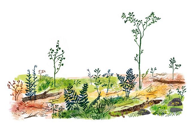 brown and green field with logs, saplings and shrubs sprouting