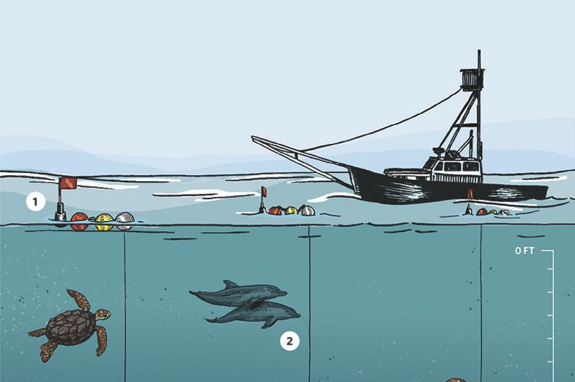 An illustration of a fishing boat with fishing lines going deep underwater to avoid turtles and marine mammals but reach swordfish.