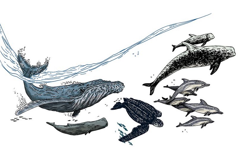 An illustration of marine mammals and sea turtles swimming near the surface of the ocean.