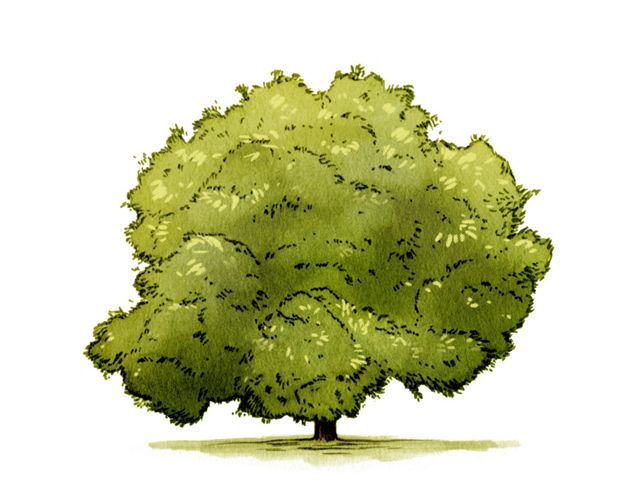illustration of a large bushy green tree