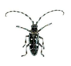An adult Asian longhorned beetle on a white background. 