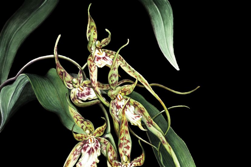 An illustration of a spider orchid.