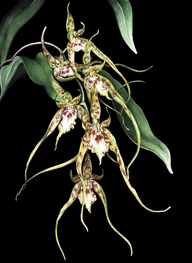 An illustration of a spider orchid.
