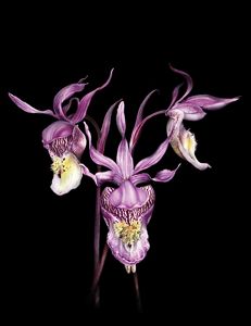 An illustration of a fairy slipper orchid.